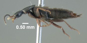 Media type: image;   Entomology 601698 Aspect: habitus lateral view